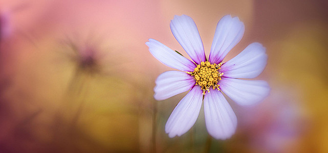 【棕色美景背景图片】_棕色美景高清背景素材