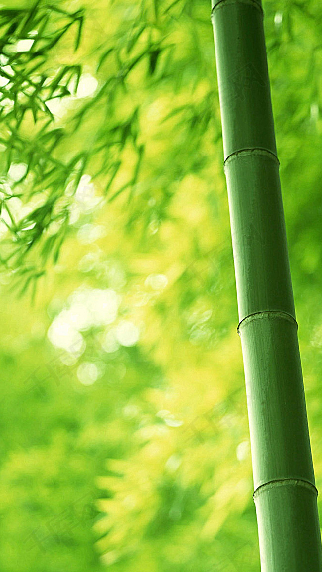 有竹子有花有手机猜成语_看图猜成语(2)
