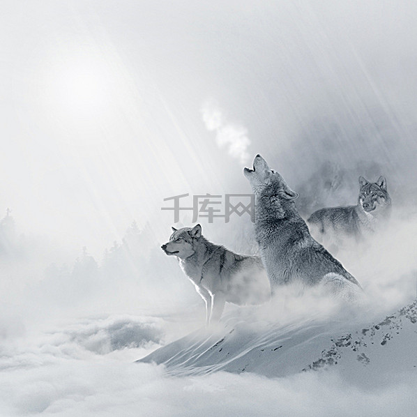 森林狼群背景图片免费下载_主图\/直通车\/高清