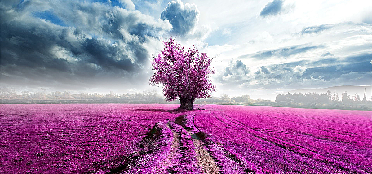 紫色大气田园蓝天白云浪漫风景背景