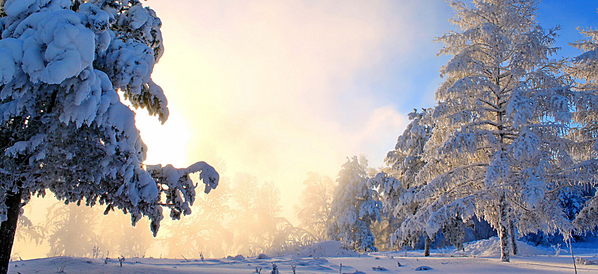 风景蓝天白云树白雪背景图片背景素材免费下载