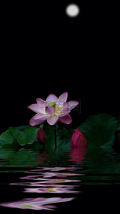 黑色背景上的荷花h5素材背景