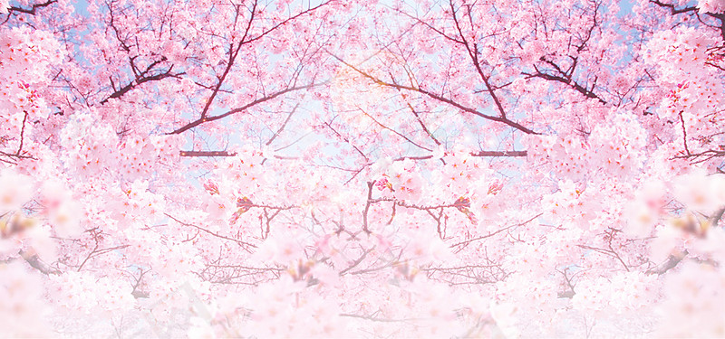 粉色浪漫樱花节旅游背景
