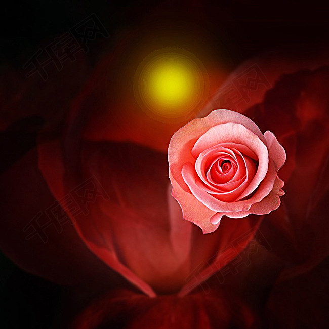 玫瑰花酒红色化妆品PSD分层主图背景素材背