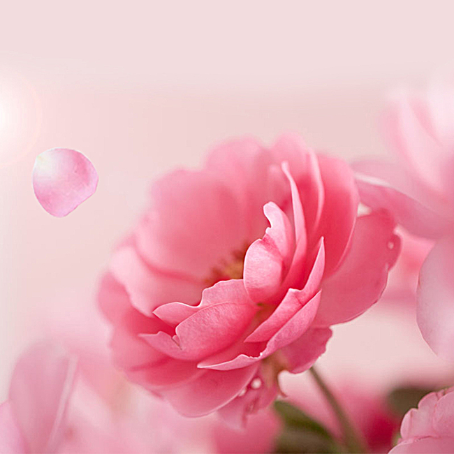 粉色花朵浪漫化妆品psd分层主图背景素材