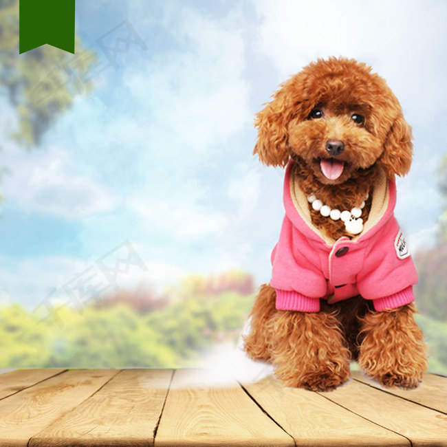 宠物狗狗粮衣服泰迪淘宝模板背景图片免费下载