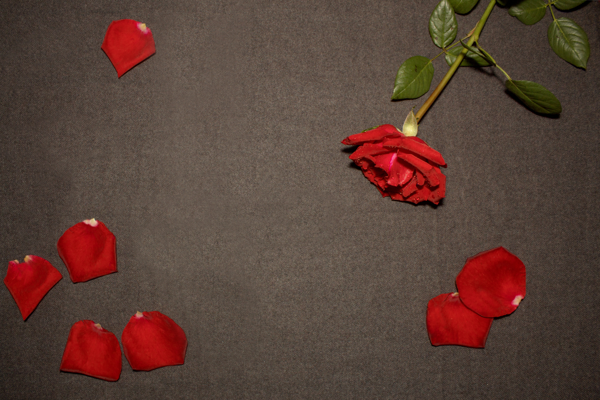 唯美的红色玫瑰花照片背景图片免费下载_海报