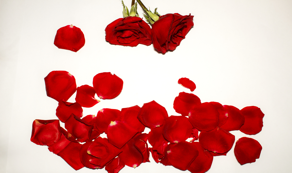 唯美浪漫玫瑰花摄影背景图片免费下载_海报b