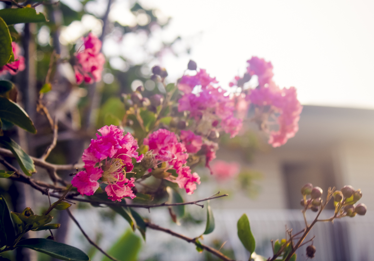 阳光下红色花朵花瓣