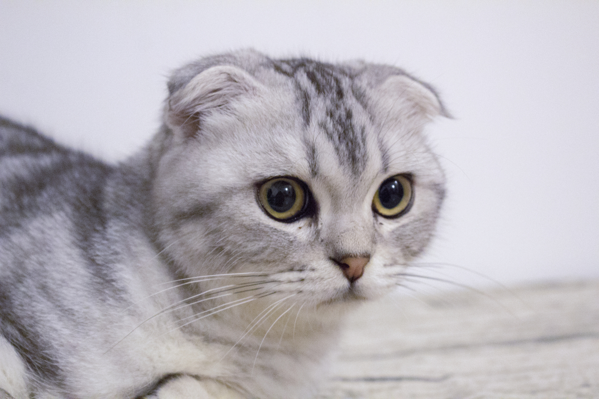 美短折耳宠物猫商用摄影