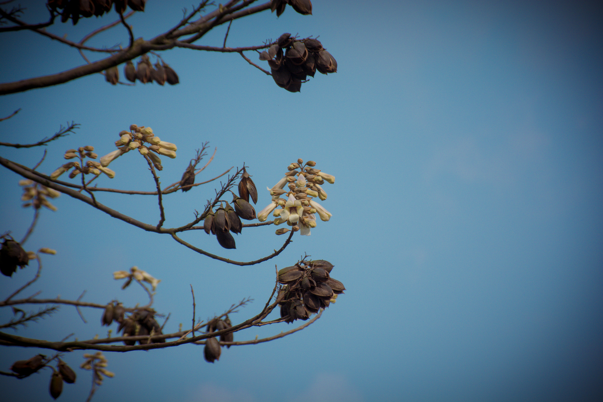 春天蓝天下的梧桐花树