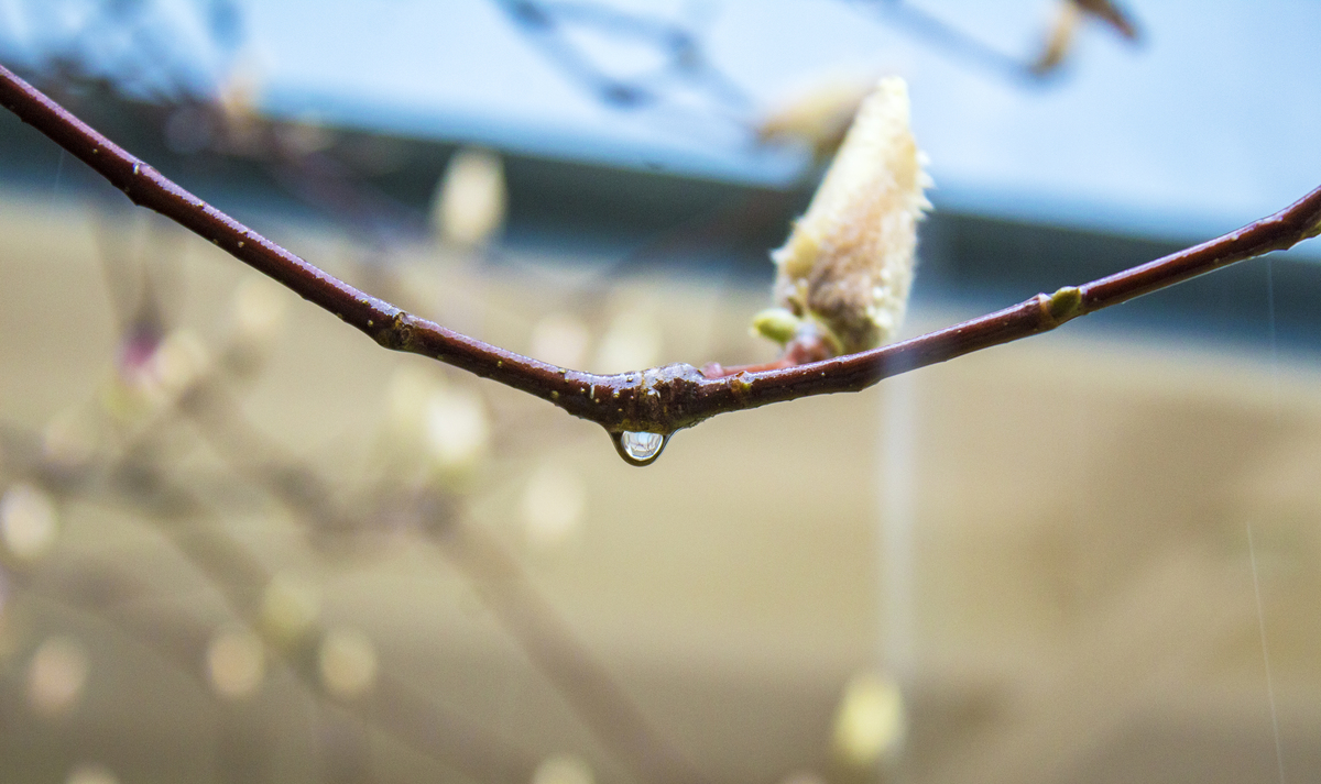 春天雨水的风景摄影