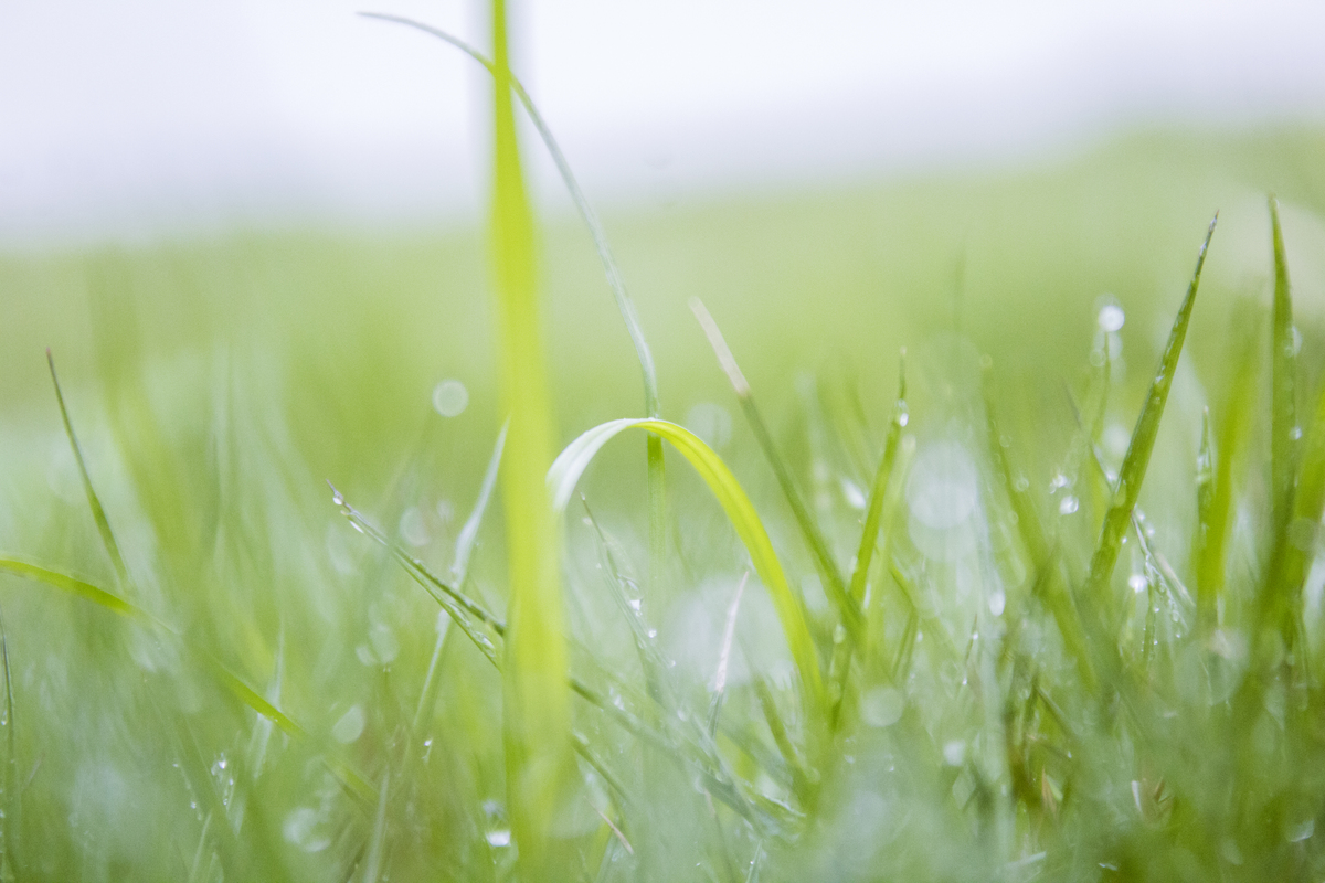 下雨天的草地照片