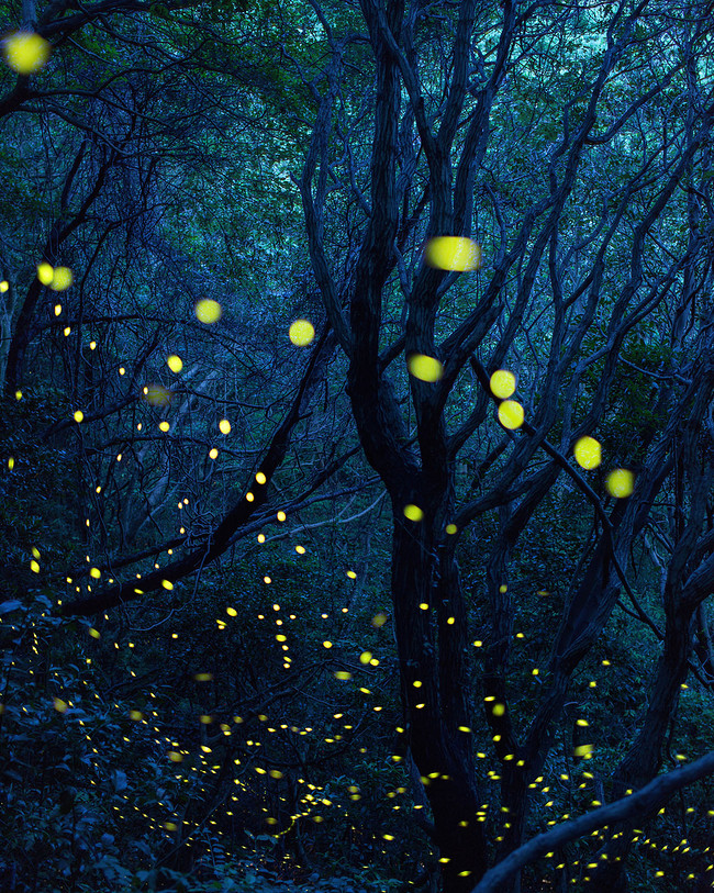 蓝色梦幻萤火虫森林夜晚美景