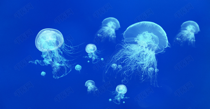 夏日感   唯美风 海底 生物 高清 水母 梦幻 大群水母 大海 海报 海洋
