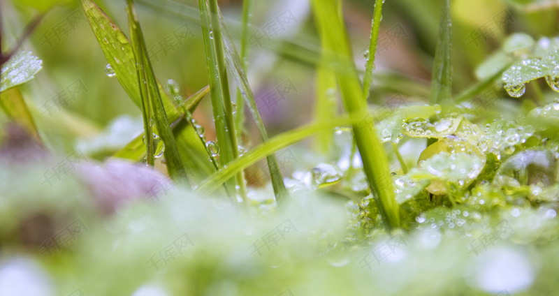 下雨天的草地摄影