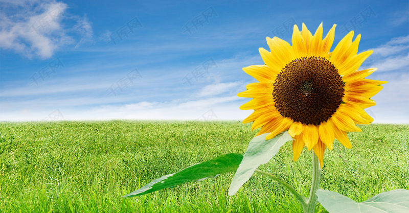 夏天天空的向日葵背景