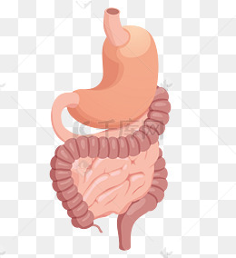 人体器官胃大肠小肠