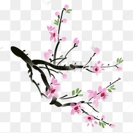 手绘古代杏花插画