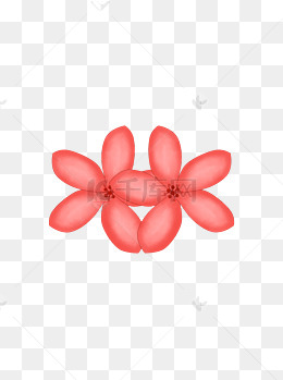 花朵红色花卉花瓣