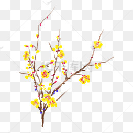 水墨黄色腊梅插画
