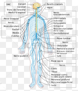 人体脊神经示意图