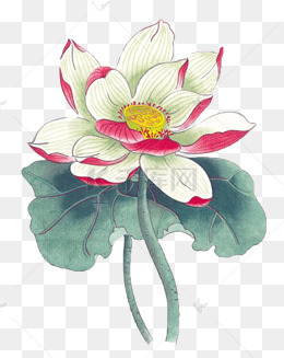 手绘荷花