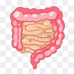 卡通肠子器官插画