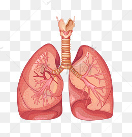 人体器官肺素材图片免费下载_高清png_千库网(图片