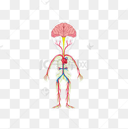 卡通人物人体血管矢量图