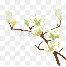 卡通手绘玉兰花枝插画