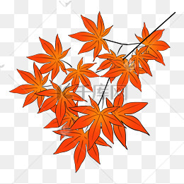 手绘秋冬枫叶植物插画