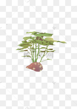 手绘卡通红薯生长图