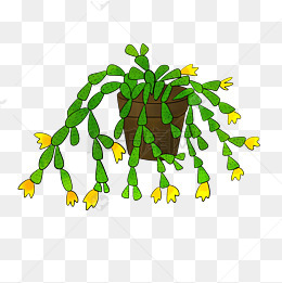 手绘蟹爪兰盆栽插画