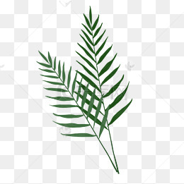 小清新手绘植物翠绿葵叶