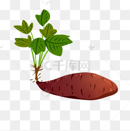 大自然红薯清新根状