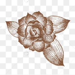 手绘线描鲜花插画