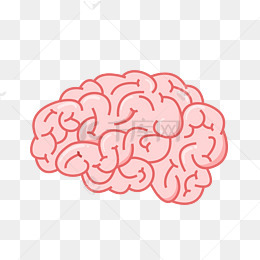 人体器官脑子插画