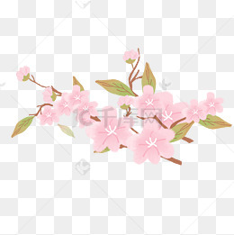 春季绽放的樱花插画