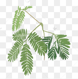 含羞草植物