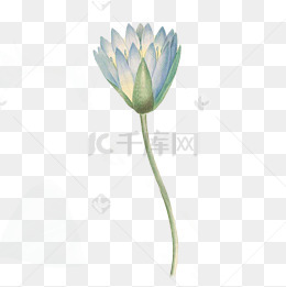 一朵白莲花免抠图下载