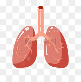 肺部器官卡通插画