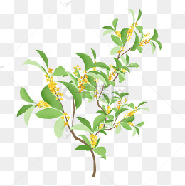 手绘桂花树插画图案