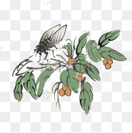 夏天知了蝉手绘插画