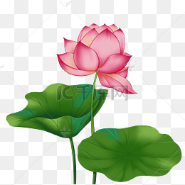 春季荷花莲花两株莲花两叶子