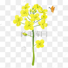盛开的卡通油菜花