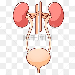 千库网为设计者提供卡通肾脏插图素材大全,卡通肾脏插图图片素材,卡通