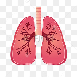 肺部器官卡通插画