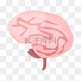 人体器官脑子