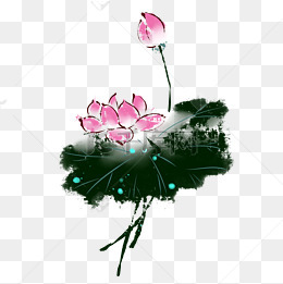 手绘荷花莲子花瓣